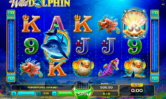 Wild Dolphin